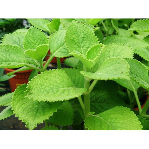 CHẬU CÂY HÚNG CHANH GIỐNG ( CÂY RAU TẦN LÁ DÀY )