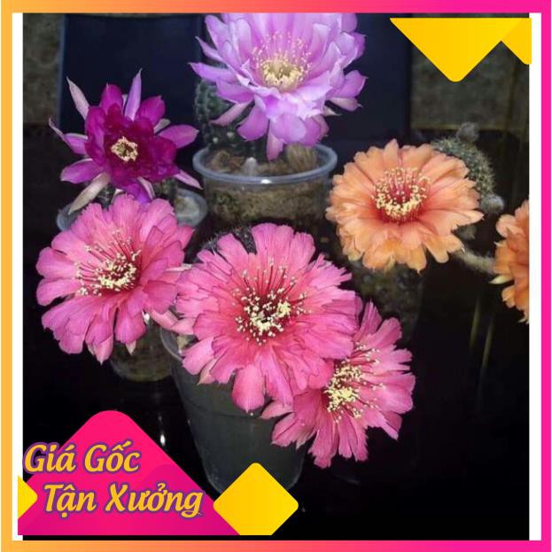 Khu vườn xương rồng lobi mix màu .