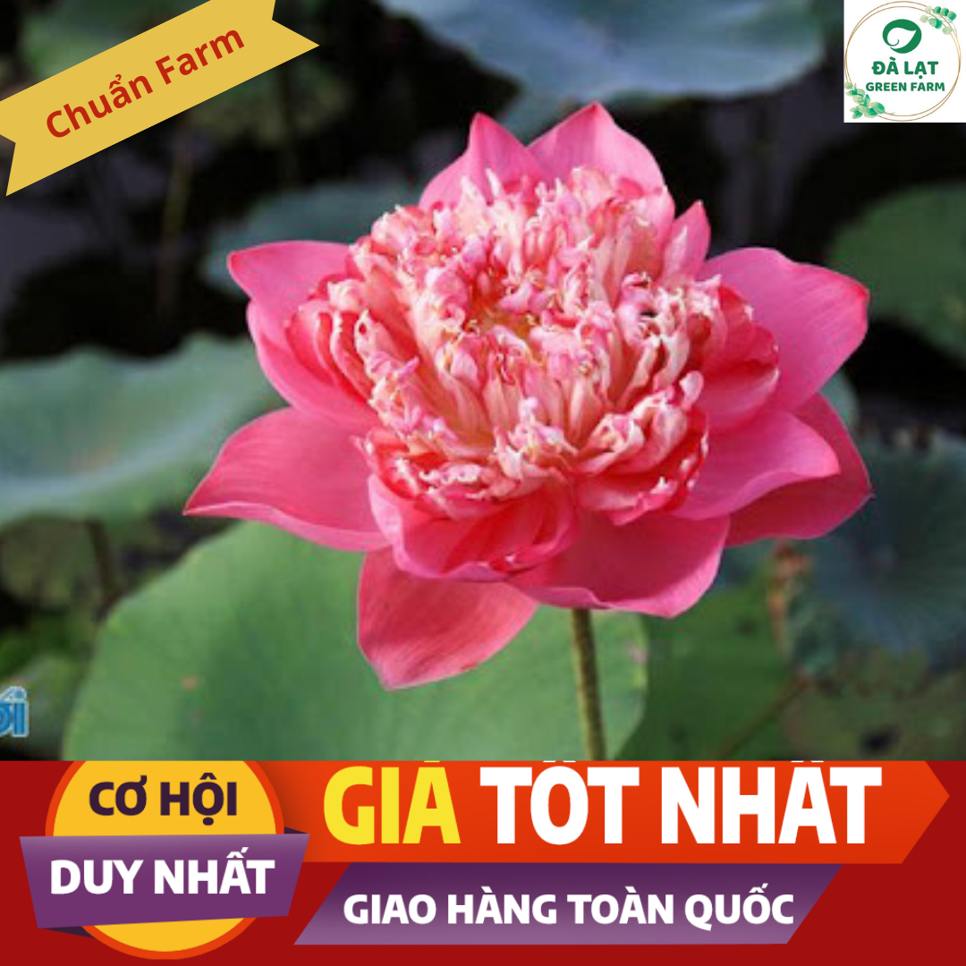 Hạt giống sen thái, sen quan âm