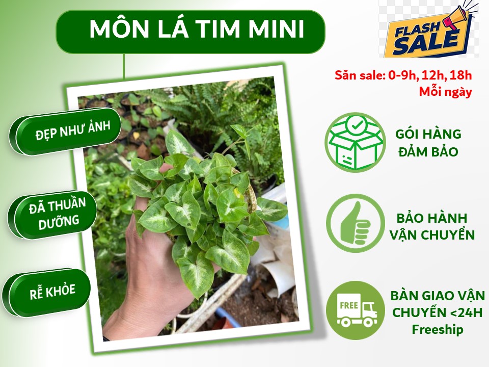 Môn lá tim mini làm terrarium, châu mini trang trí bàn làm việc, kệ sách.