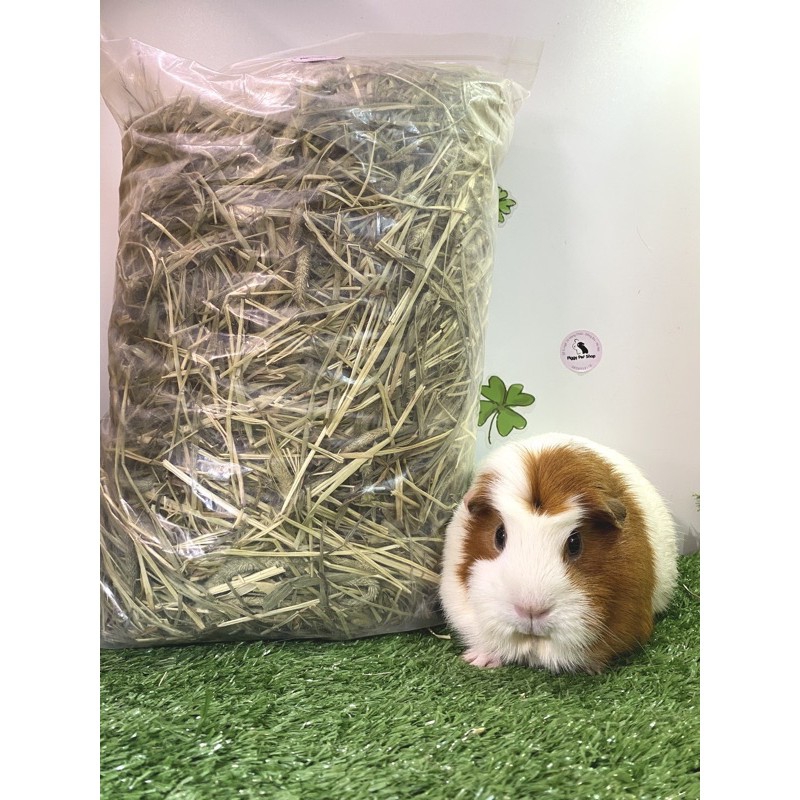 Cỏ Timothy các loại cho Guinea Pig