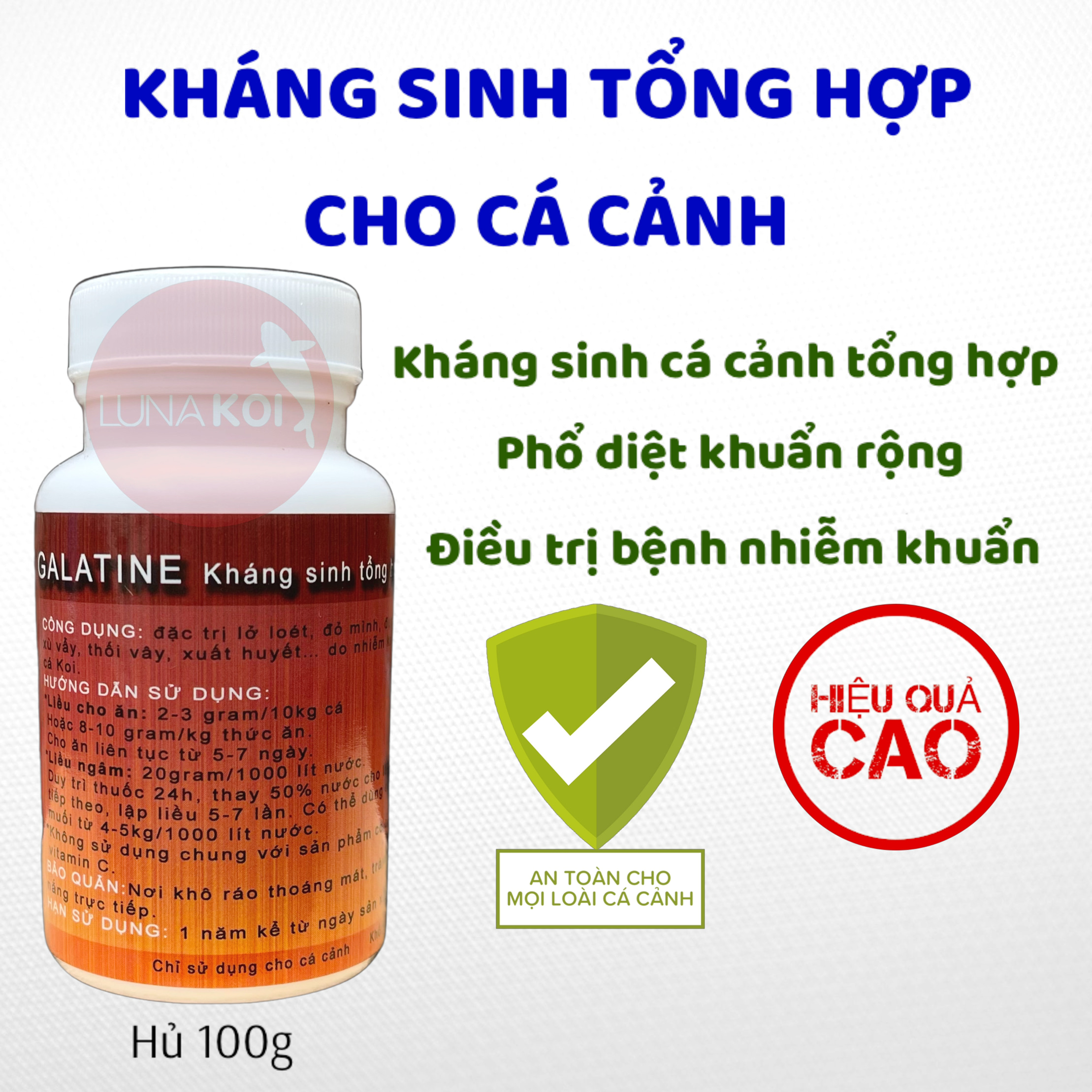 Galatine lở loét đỏ mình do nhiễm khuẩn cá Koi, cá vàng, cá rồng, cá la hán, cá bảy màu, cá betta