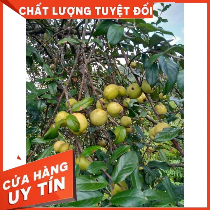 Táo mèo khô loại 1 chất lượng cao