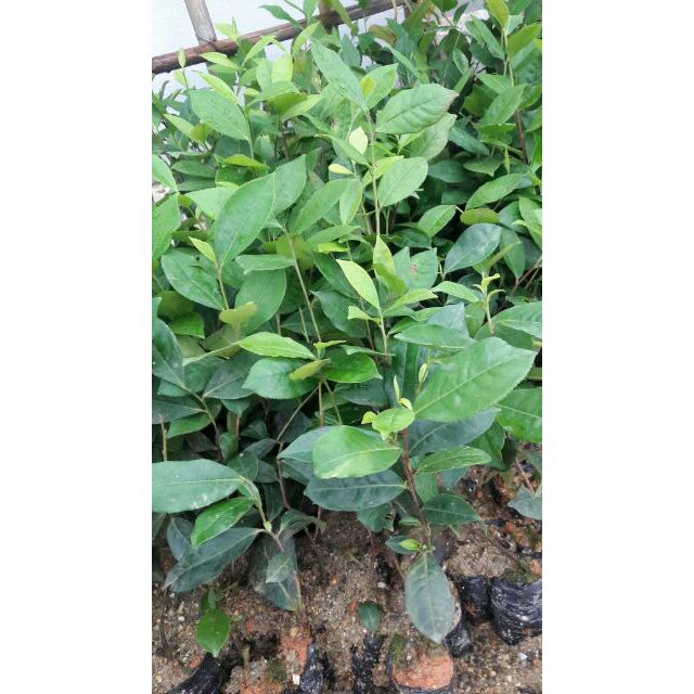 cây chè ,cây chè xanh thái nguyên. CHẤT LƯỢNG CAO