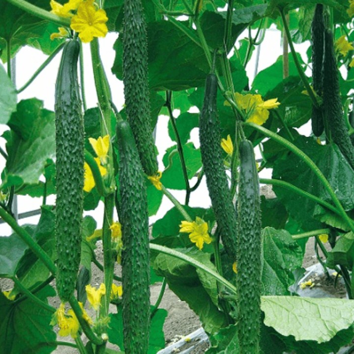 hạt giống dưa chuột kiếm nhật gói 20 hạt mua từ 50k tặng 2 sản phẩm