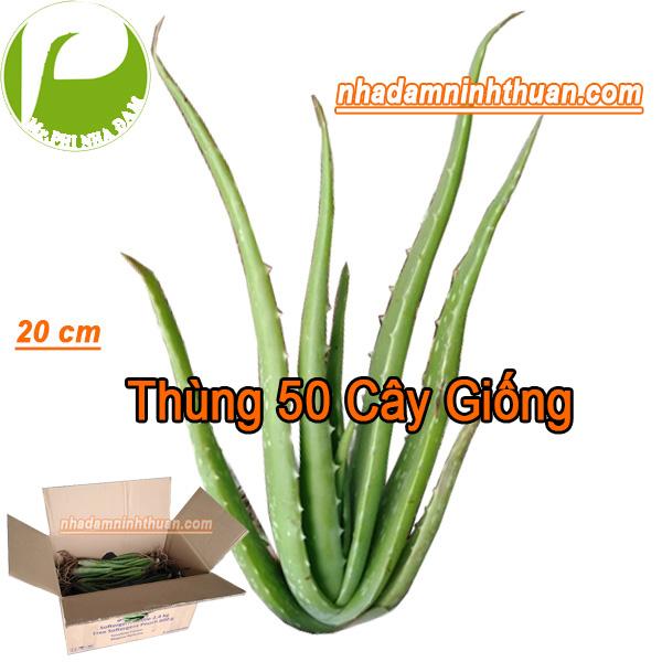 Phi Nha Đam Aloe Vera Cung Cấp Nha Đam Giống Thái Giá Từ 6.000đ Cây Cao Từ 20-30cm - Liên hệ Zalo 0911495700