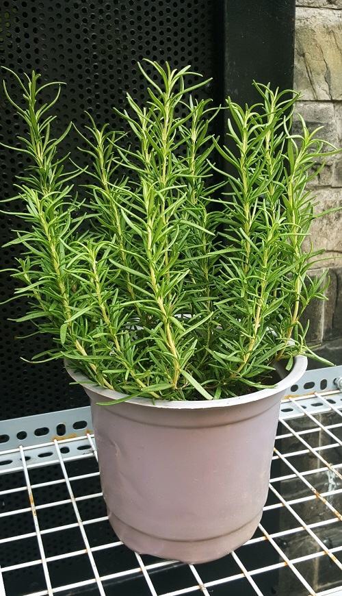 Cây hương thảo nhỏ rosemary cây trồng tại vườn cam kết chất lượng.