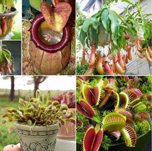 Combo 2 gói hạt giống cây bắt mồi ( 1 bẫy kẹp + 1  nắp ấm ) Kèm 6 viên nén xơ dừa ươm hạt