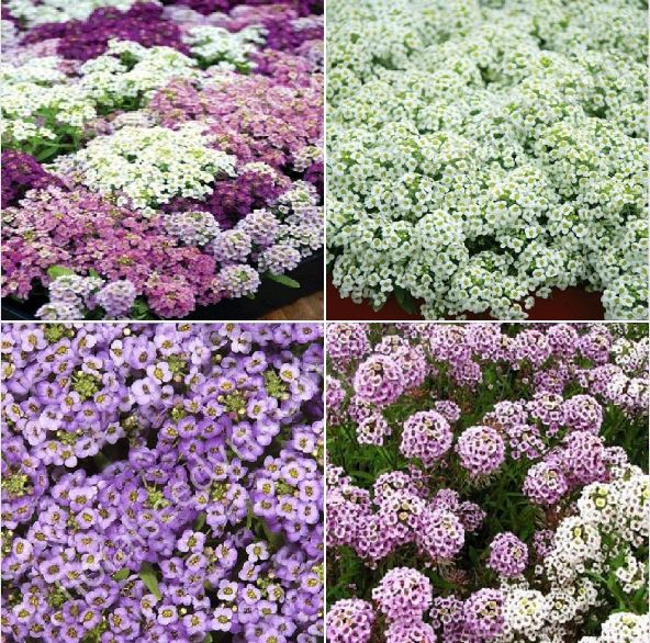 Hạt giống hoa ngàn sao mix - Gói 100 hạt