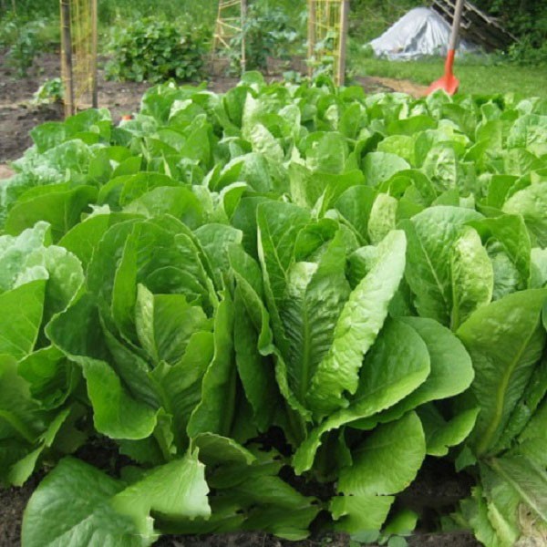 Hạt giống rau xà lách romaine xanh