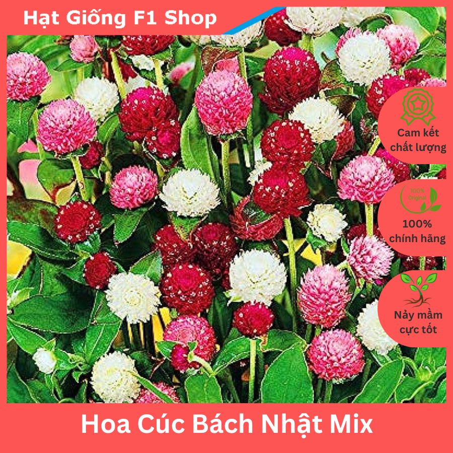 Hạt Giống Hoa Cúc Bách Nhật (Cúc Nút Áo) Nhiều Màu Trồng Chậu (052.F1)
