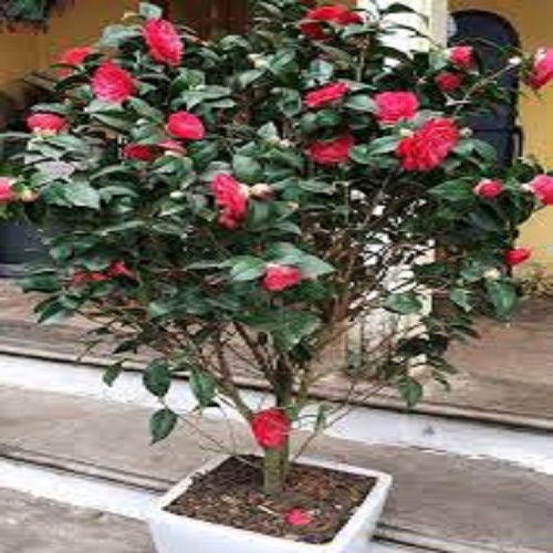 Hoa trà my hoa tết-châu cây size nhỡ, đang nụ hoa