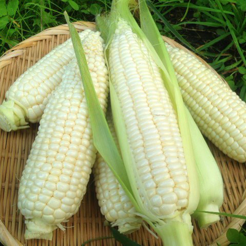 Hạt giống bắp nếp nù gói 100g