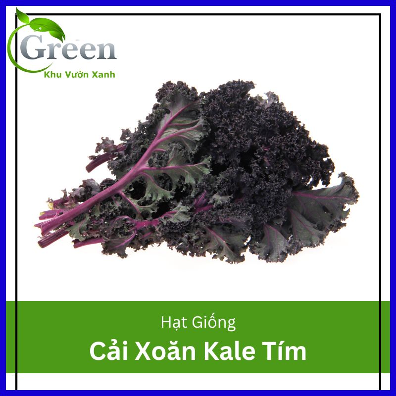 Hạt Giống Cải Xoăn Kale Tím (Kale Đỏ) Dễ Trồng