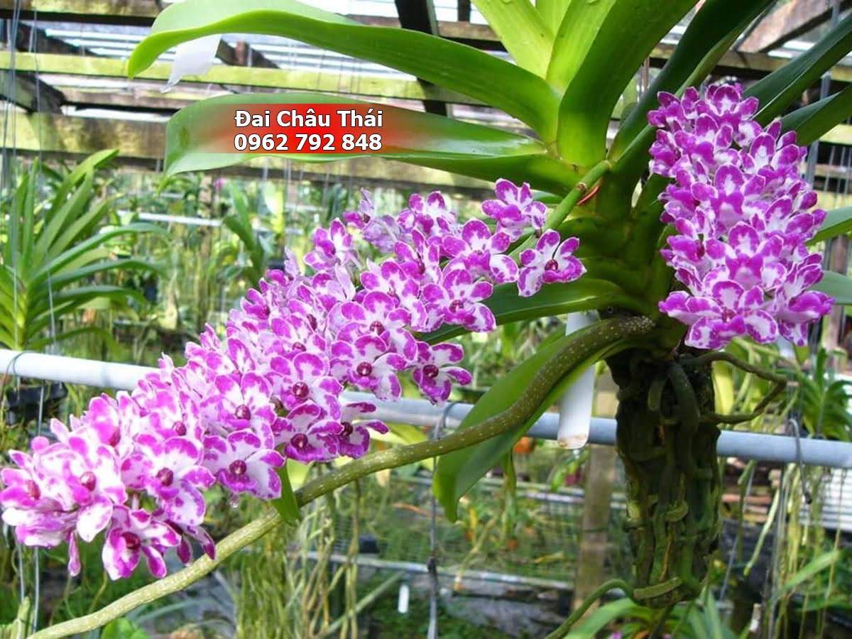 1 chậu lan đai châu thái cây giống trồng thuần vườn