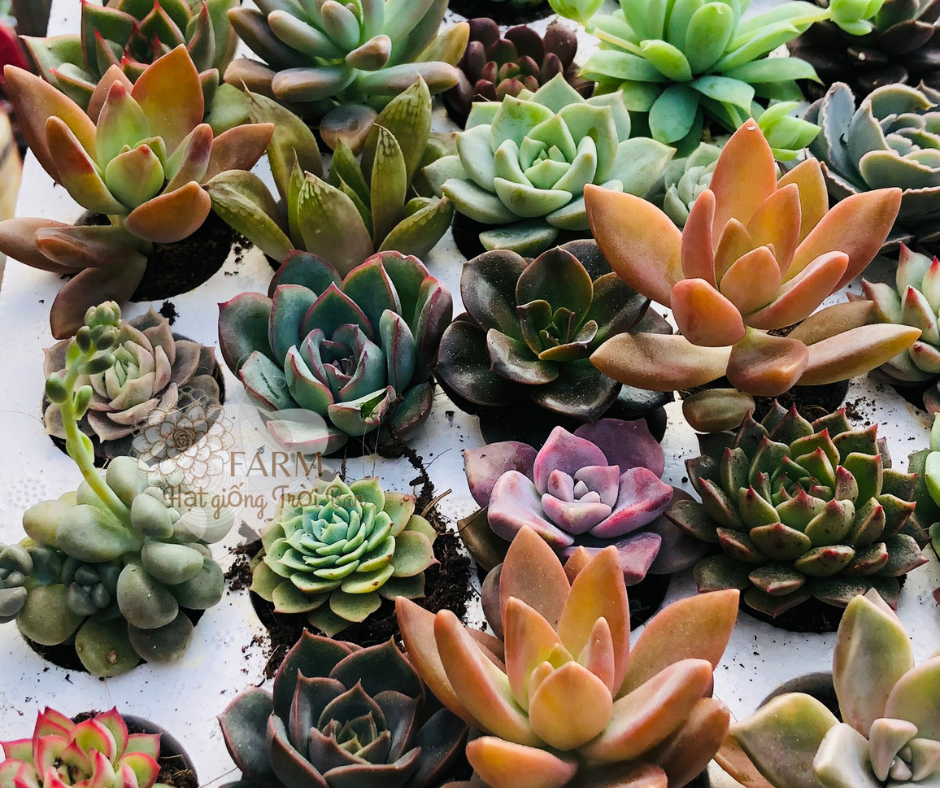 COMBO 32 CÂY SEN ĐÁ Size MINI NGẪU NHIÊN 🥰XUẤT VƯỜN ĐÀ LẠT 😍 ĐÃ THUẦN KHÍ HẬU 🤑 SỐ LƯỢNG CÓ HẠN 🤫🥰