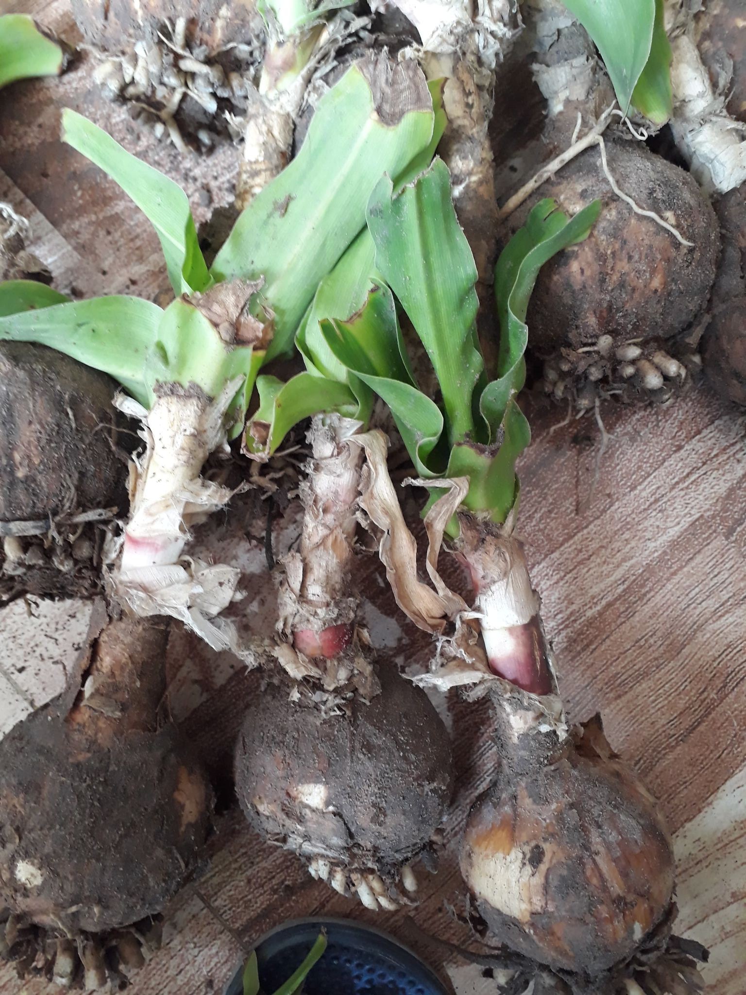 cây giống trinh nữ hoàng cung - 1 củ