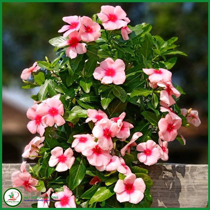Hạt giống hoa Dừa cạn rủ màu Strawberry - 10 hạt