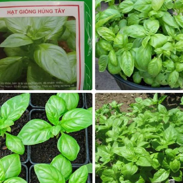 Hạt giống rau húng tây /gói 2 gram