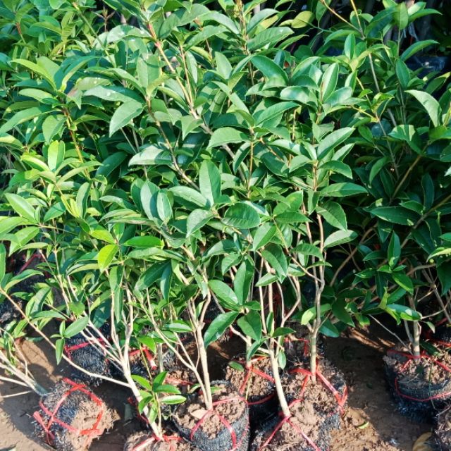 Cây mộc hương ta , hoa vàng thơm ngát, Cây to khỏe, Cây nguyên bầu - Cây đẹp giá rẻ - omes