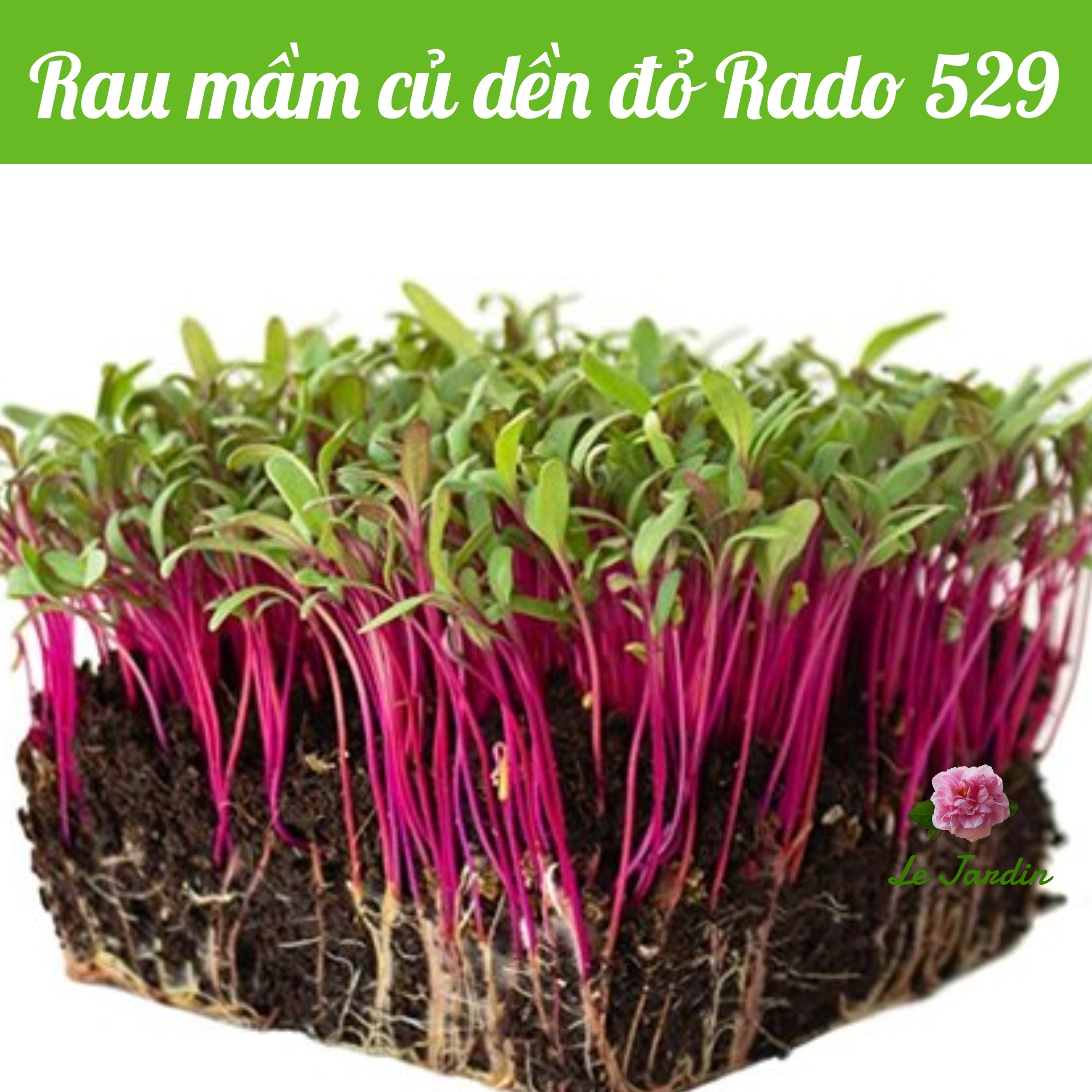 Hạt giống rau mầm củ dền đỏ gói 10gr