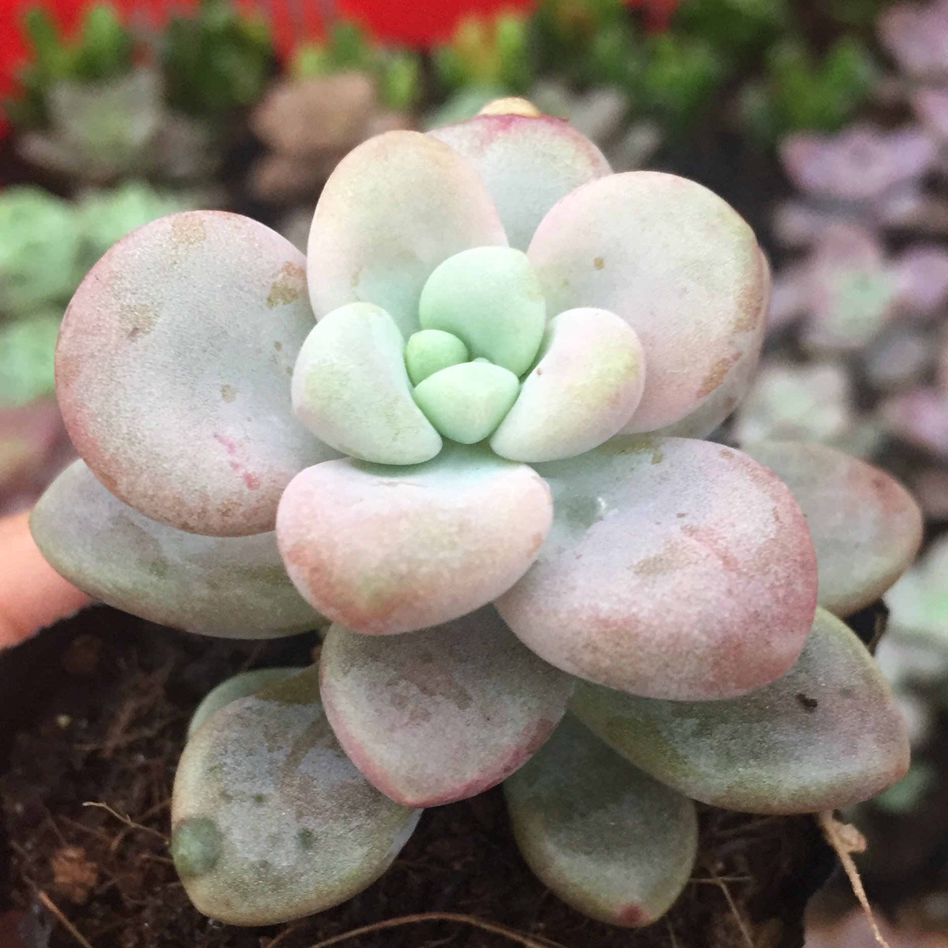 Sen Đá Sỏi Hồng size bầu