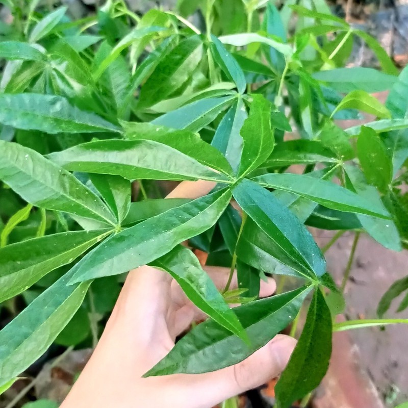 🌱 tặng kèm 2 bầu rau sâm đất 🌱 bầu giống cây trôm cho thu hoạch mủ trôm làm thức uống giải khát