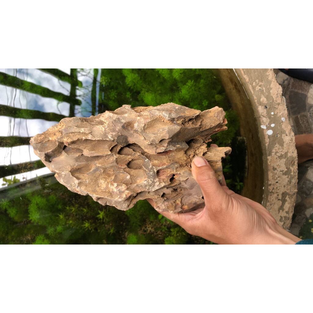 [HCM]Đá Tiger 1 Kg - Đá Trang Trí Bể Thủy Sinh