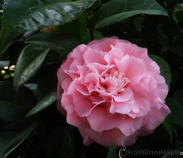 Cây giống hoa trà my HỒNG CỔ THƠM--cây giống rễ trần