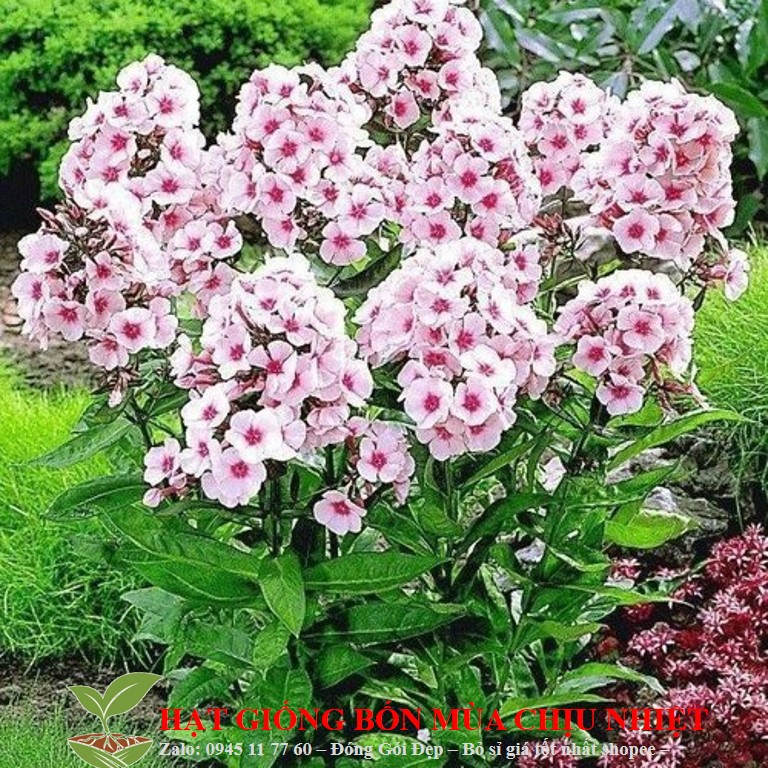 MJ75 Hạt Giống Hoa thanh trúc Mix 20 Hạt/ Gói