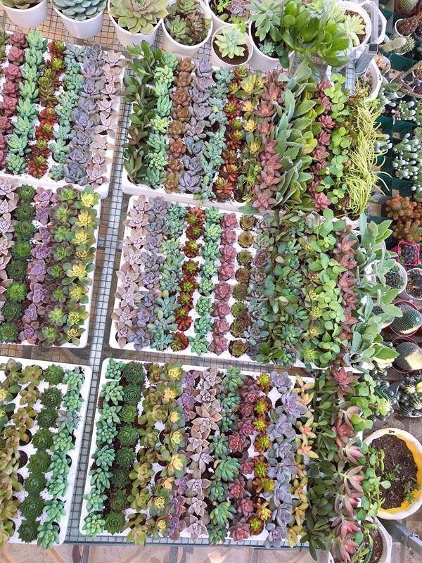 Combo 10 cây giống Sen Đá mix đủ 10 loại