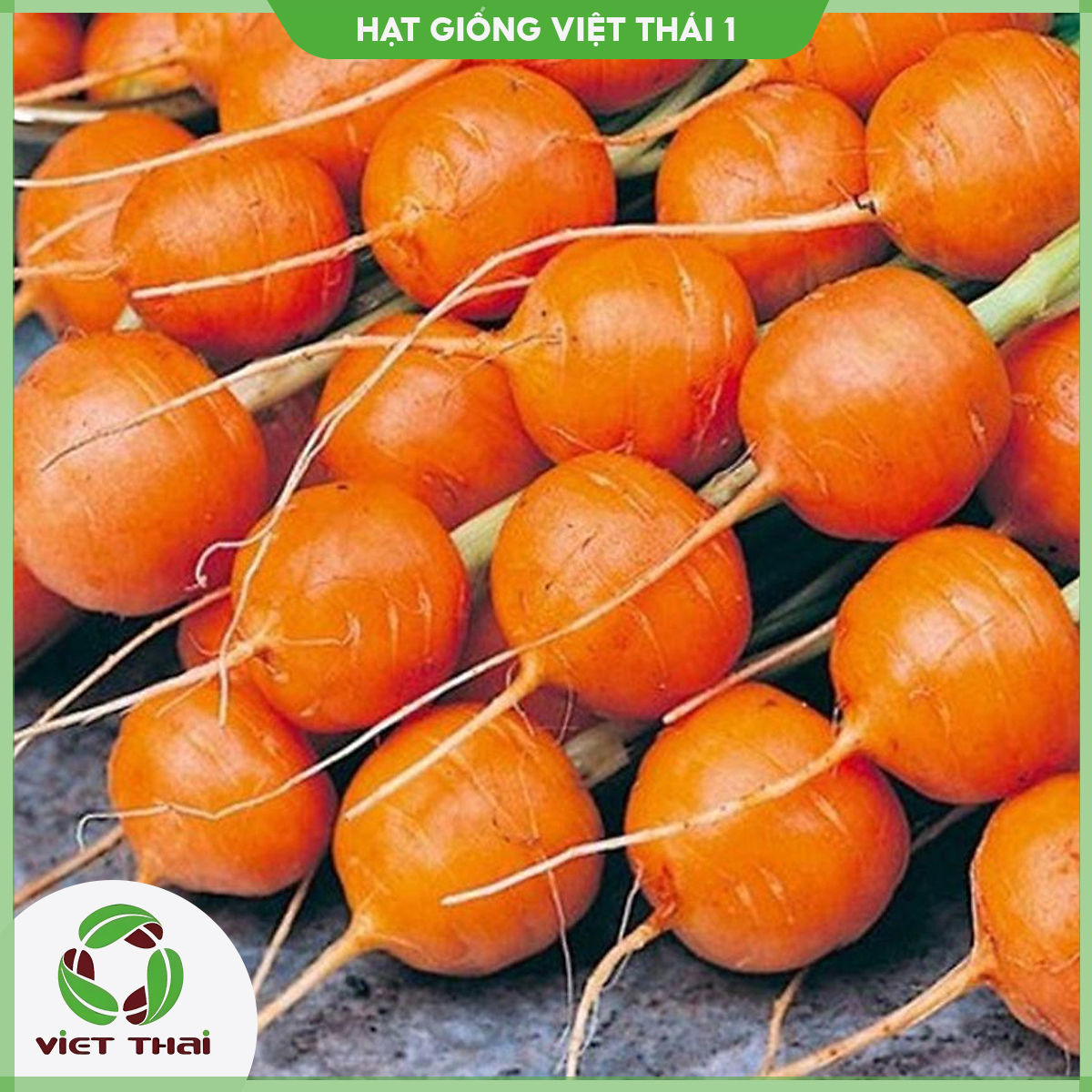 Hạt giống cà rốt trái tròn - hạt giống cà rốt baby - hgvt1