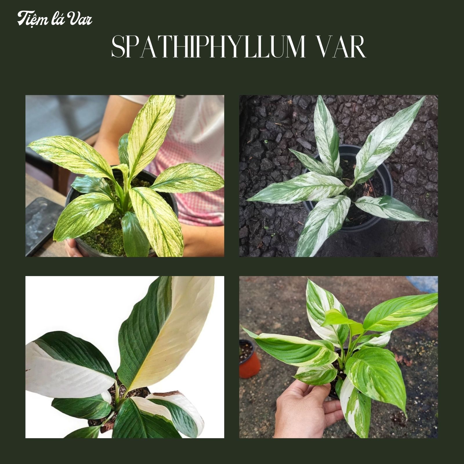 Đại Lan ý var lá đẹp - Cây kiểng lá văn phòng hợp mệnh Thuỷ hệ nước