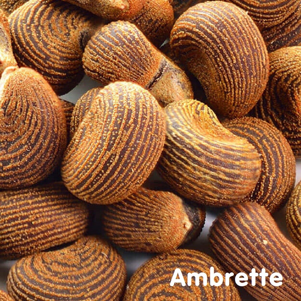 Tinh dầu hạt vông vang Ambrette Seed Essential Oil