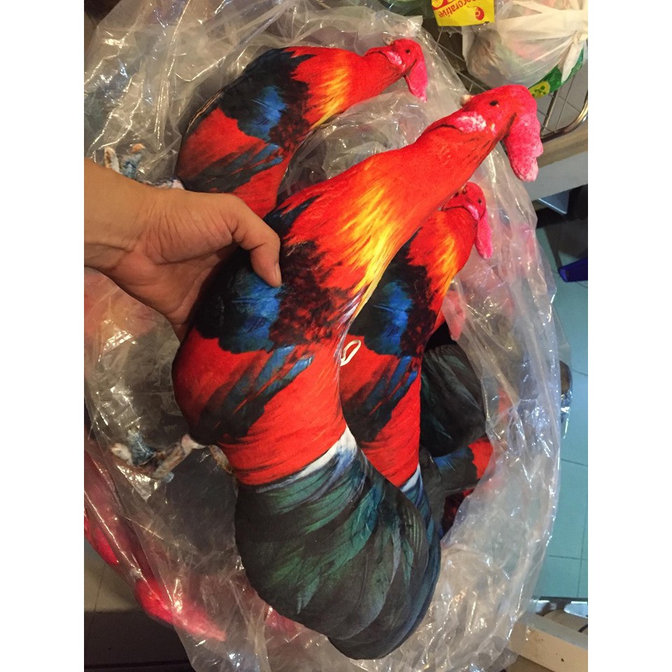 Gà vải tre có dây cột dùng để tập luyện