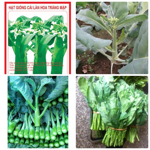 Hạt giống cải làn hoa trắng
