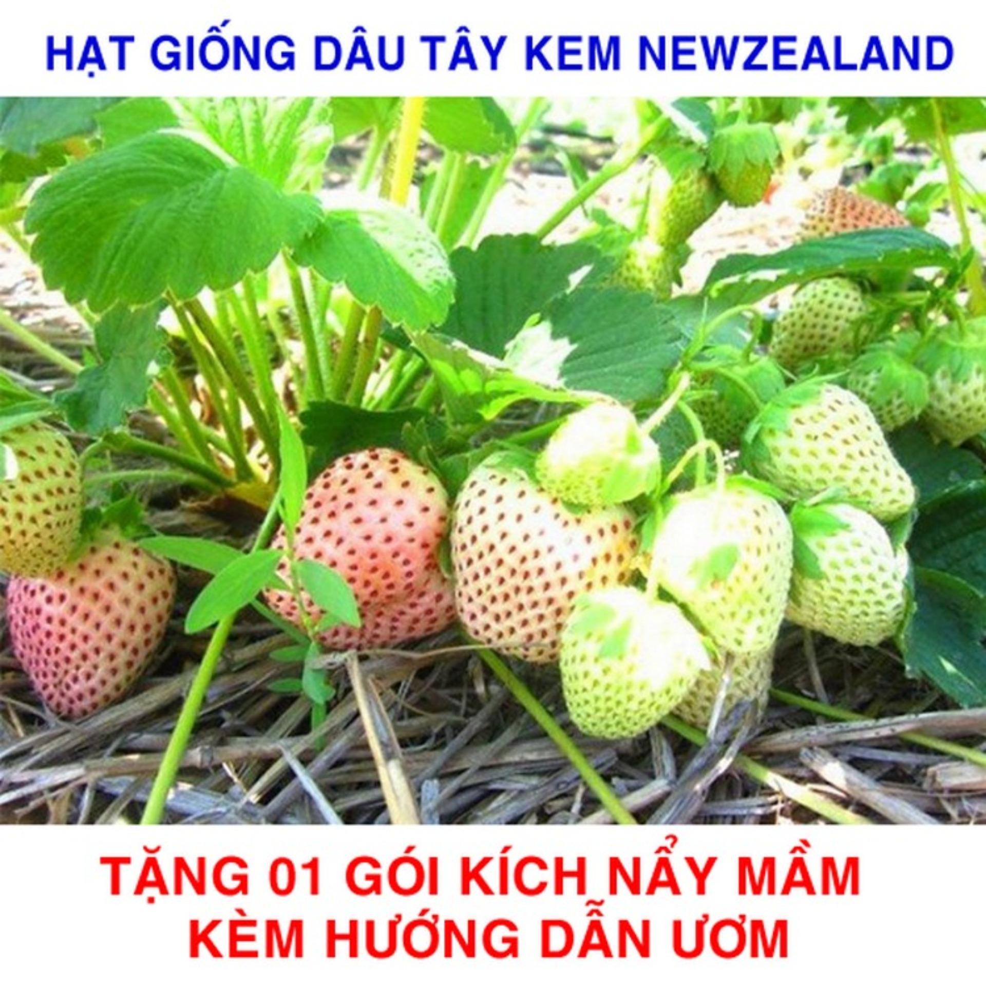 Gói 100 Hạt giống Dâu Tây Trắng kem, Chịu Nhiệt (tặng gói kích nẩy mầm và hướng dẫn)