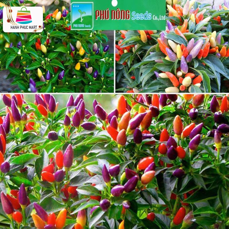 [ Tặng Heo Peppa Pig] Hạt giống ớt kiểng PN24 - PhuNongSeeds