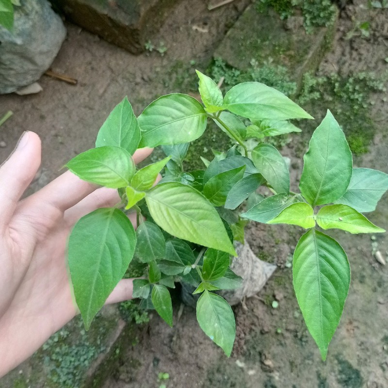 Set 2 bầu giống 🌱 lá cẩm 🌱 chuyên thổi xôi ngũ sắc