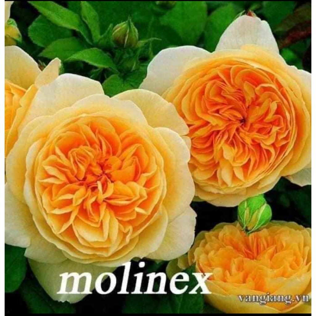 Cành Chiết Hồng Ngoại Molinex (Cành Chiết Hoa Hồng)