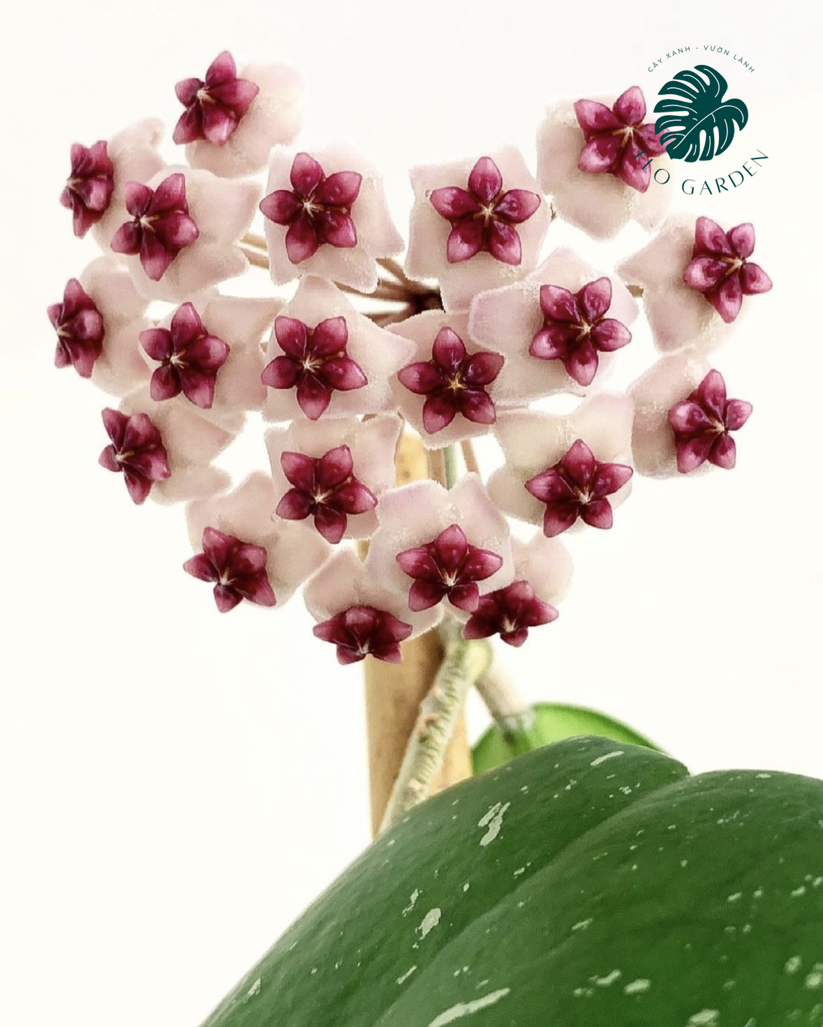 Cẩm cù Hoya Obavata: Lá đẹp, hoa bền và thơm