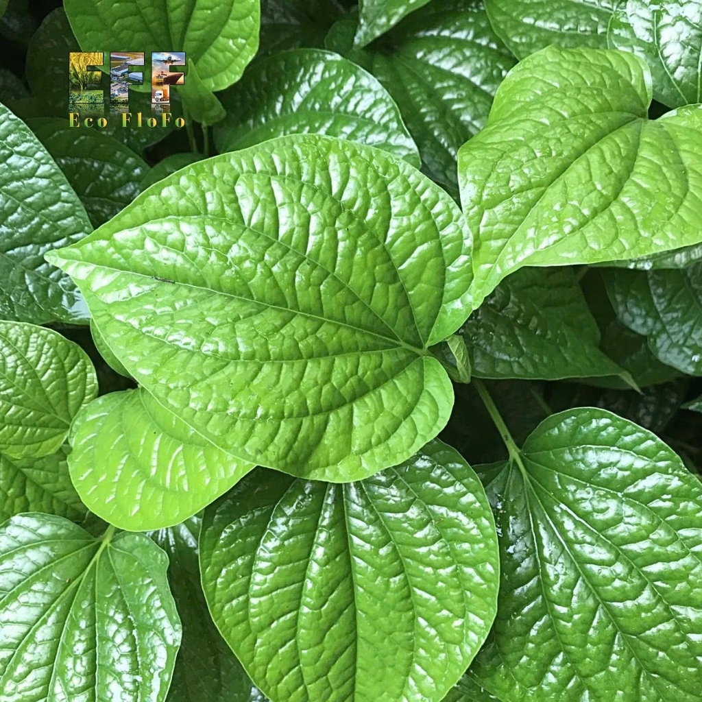 1 Thùng 8Kg Lá Lốt Eco FloFo Đạt Chuẩn VietGAP (Chỉ Bán Hàng Loại A+ Được Tuyển Chọn Để Xuất Khẩu)