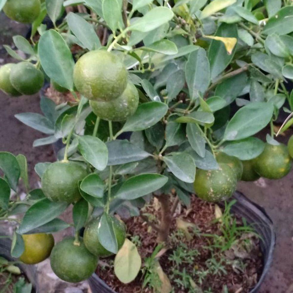 Cây tứ quý