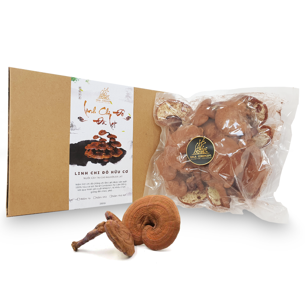 Nấm linh chi đỏ Đà Lạt còn nguyên bào tử nấm, Dalat Cordyceps, loại nhỏ, nguyên tai