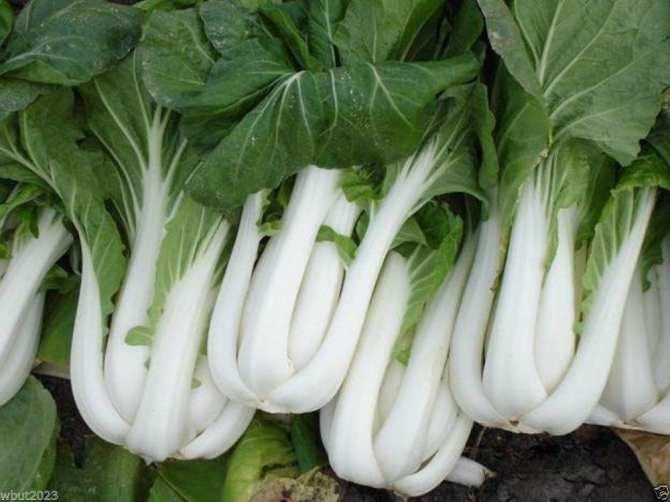 Gói 10g hạt giống cải bẹ trắng