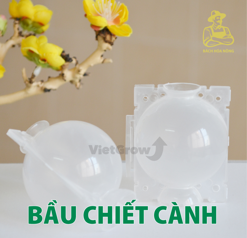 Combo 5 Bầu chiết cành Croco - Size M (8cm), Màu Trong Suốt