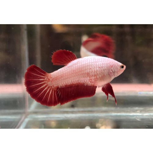 Betta rồng đỏ , cá sung khỏe , màu đẹp, hoàn tiền khi có rủi ro do vận chuyển - Q3 - NH - 2