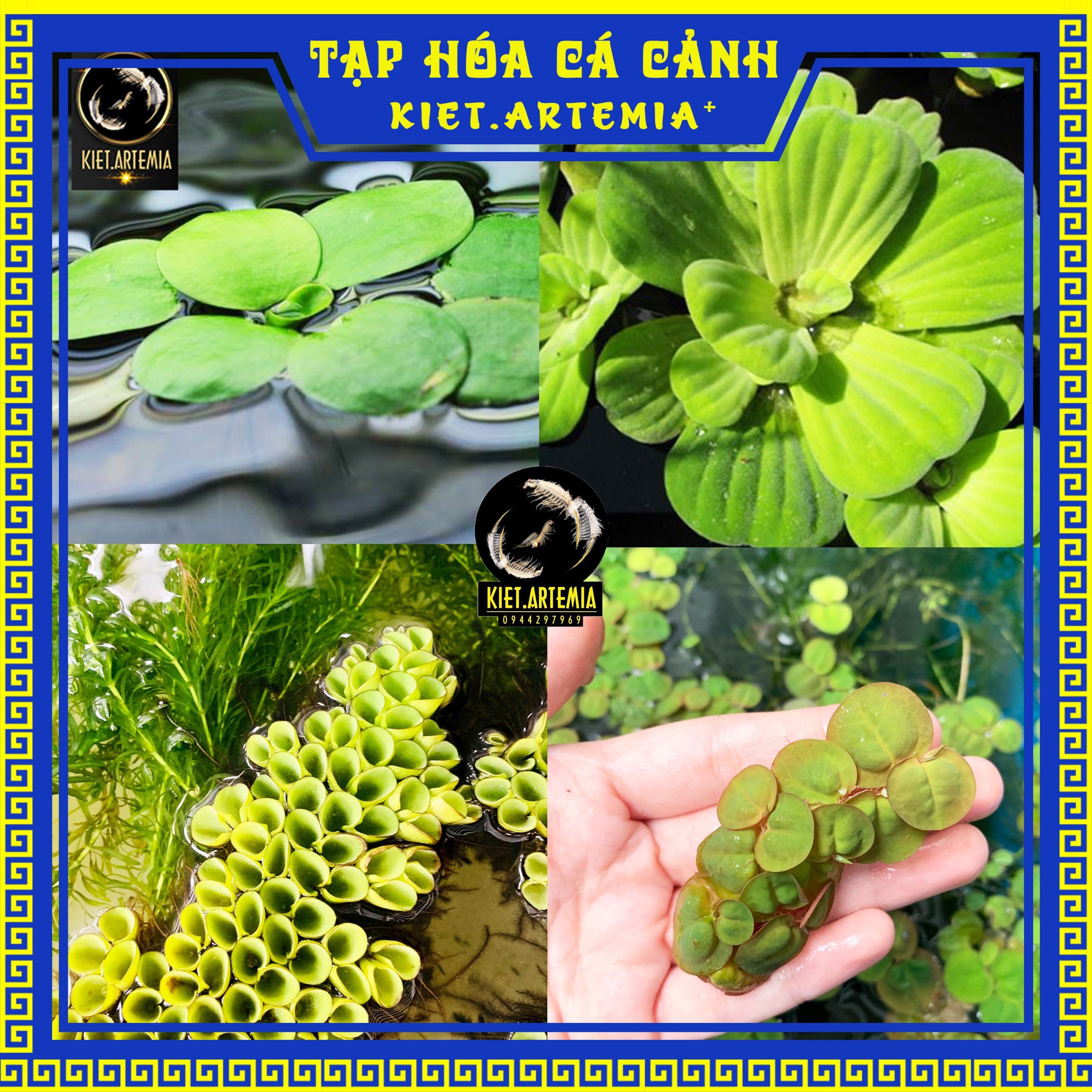 Cây thủy sinh, cây thủy sinh hồ cá, bèo nhật, bèo rễ đỏ, bèo tai chuột