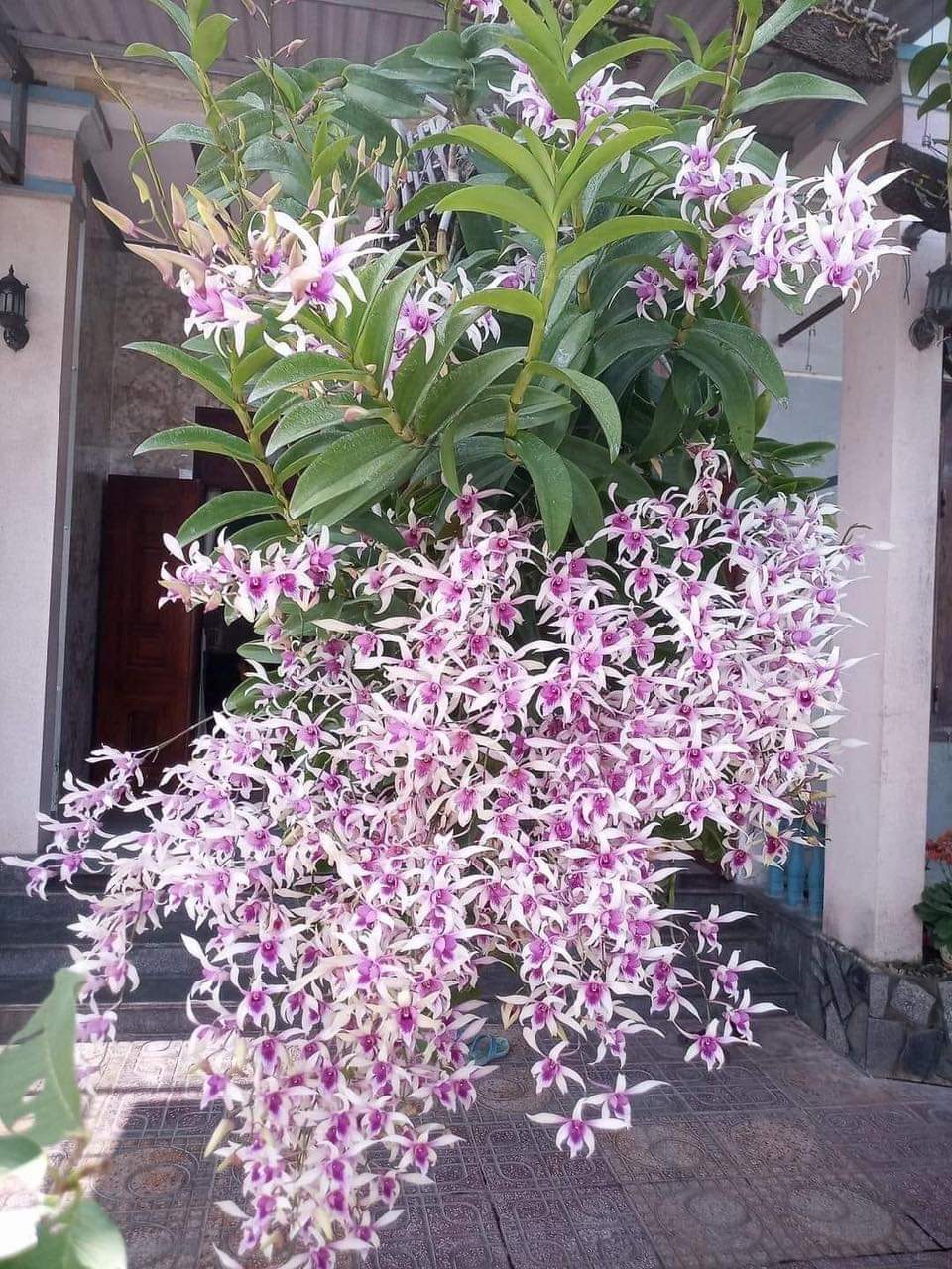 Denro alba xưa cây trưởng thành cực sai hoa và siêng hoa cây đang bán đứng đọt chờ hoa