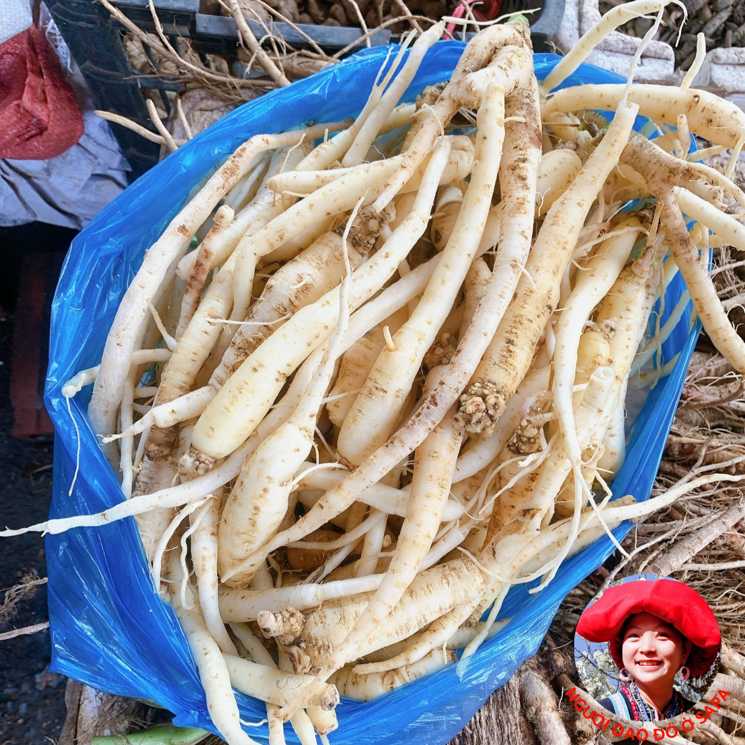 Đẳng sâm tươi rừng Tây Bắc loại 1. Đẳng sâm tươi, khô giúp bồi bổ sức khoẻ, tăng cường miễn dịch, ích khí, dưỡng huyết